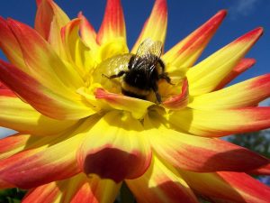 Bee on flower