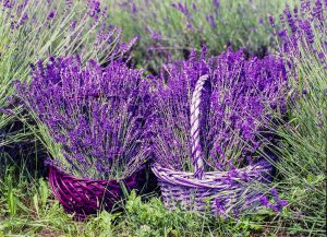 lavender-by-brenkee