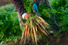 Beautiful carrotts by Brent Gervais