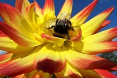 Flower bee
