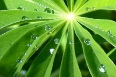 A Wellness Mind - Banner