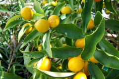 Lemons