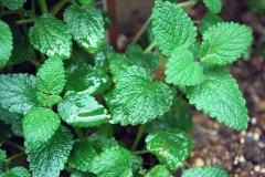 Peppermint