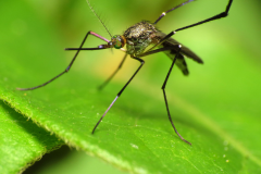 Woodland Mosquito