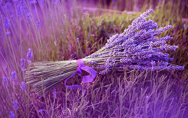 Sleep and Smell the Lavender
