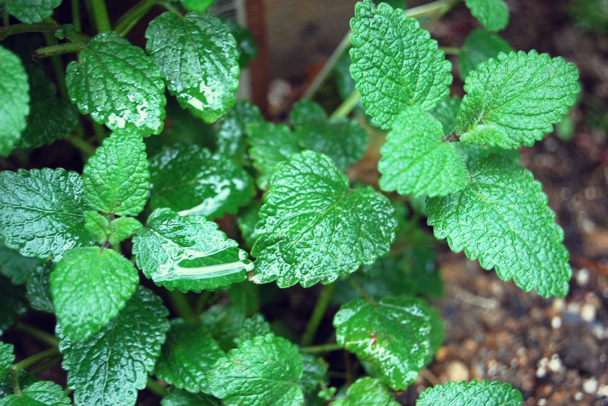 Perfect Properties of Popular Peppermint